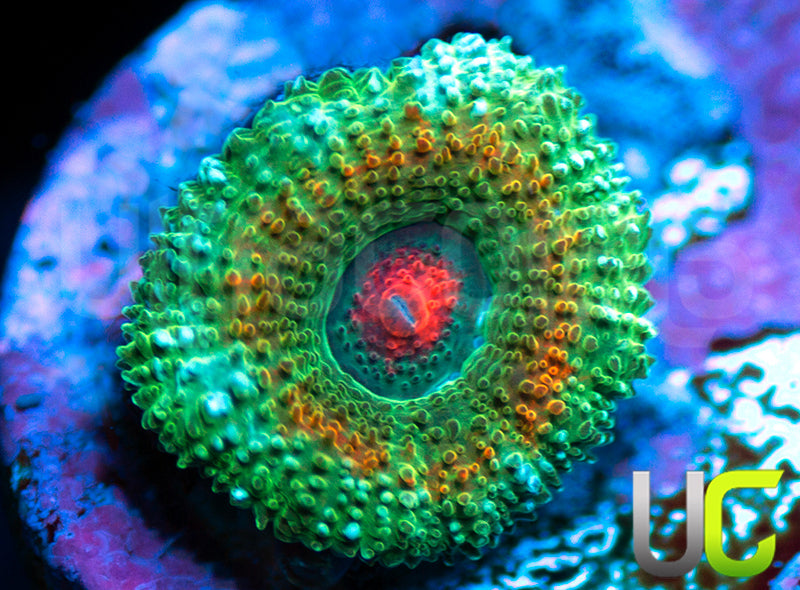 UC Bridesmaids Micro Amakusensis