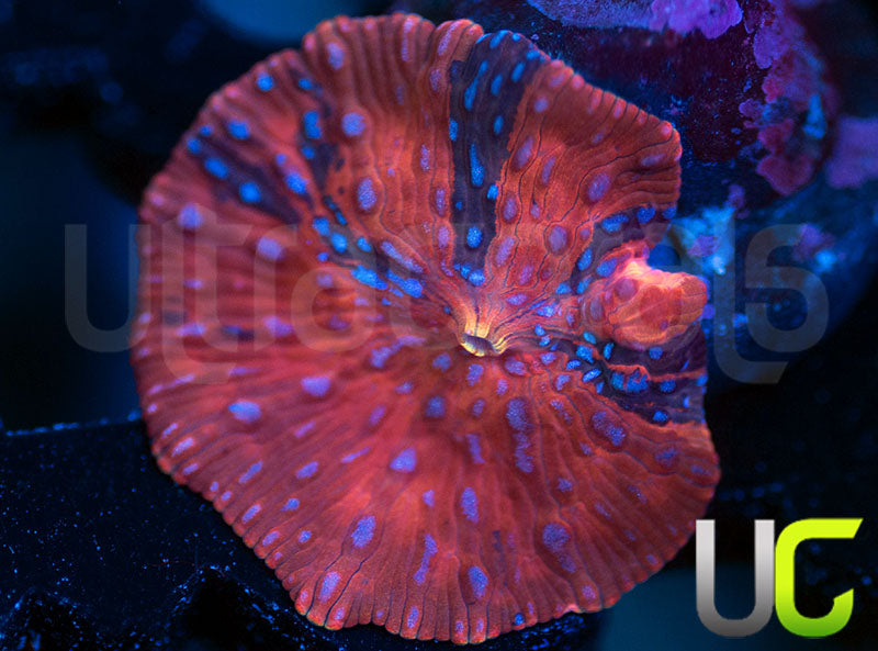 UC Harley Quinn Grafted Mushroom
