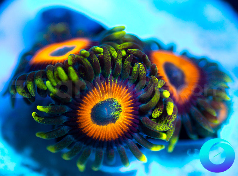 New Release: Harvest