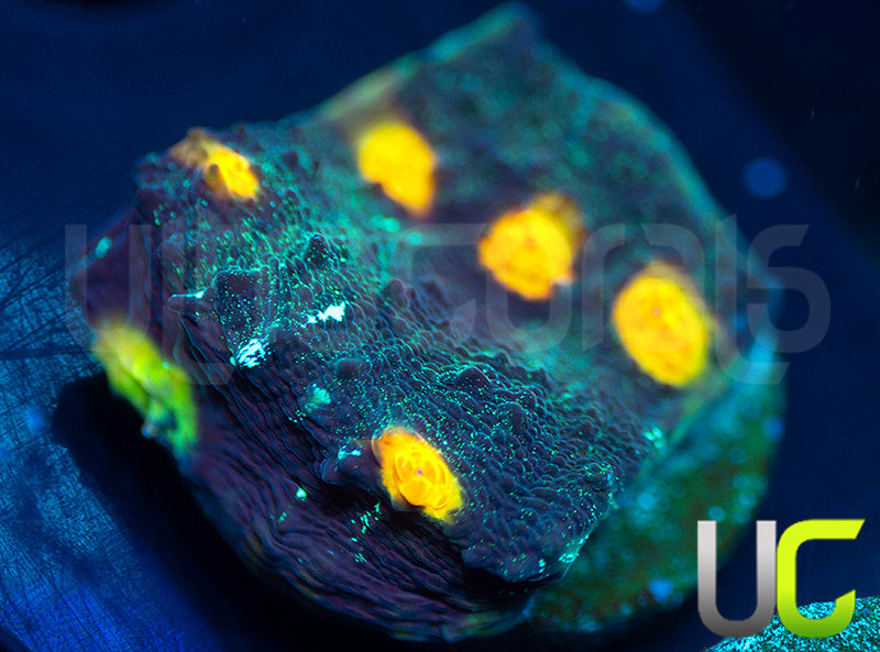 UC Tazmanian Devil Chalice