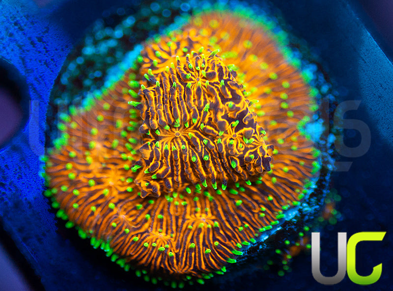UC Fuzzy Navel Litho