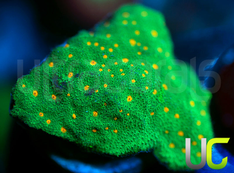 CC Smashing Pumpkins Psammocora