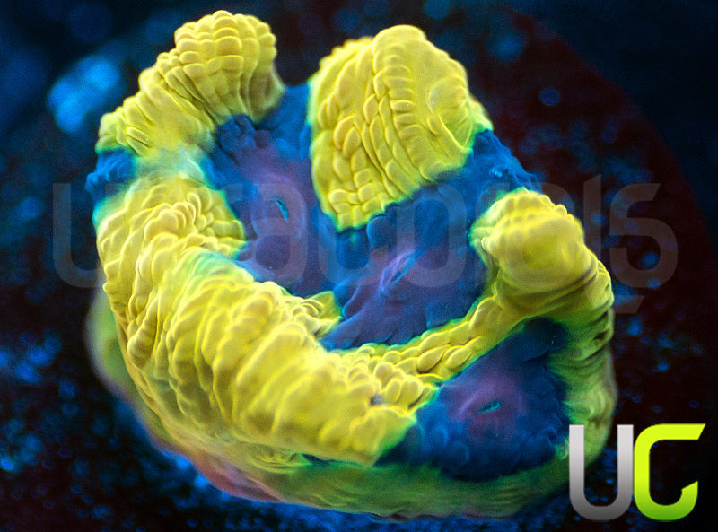 UC Mamba Jamba Favites