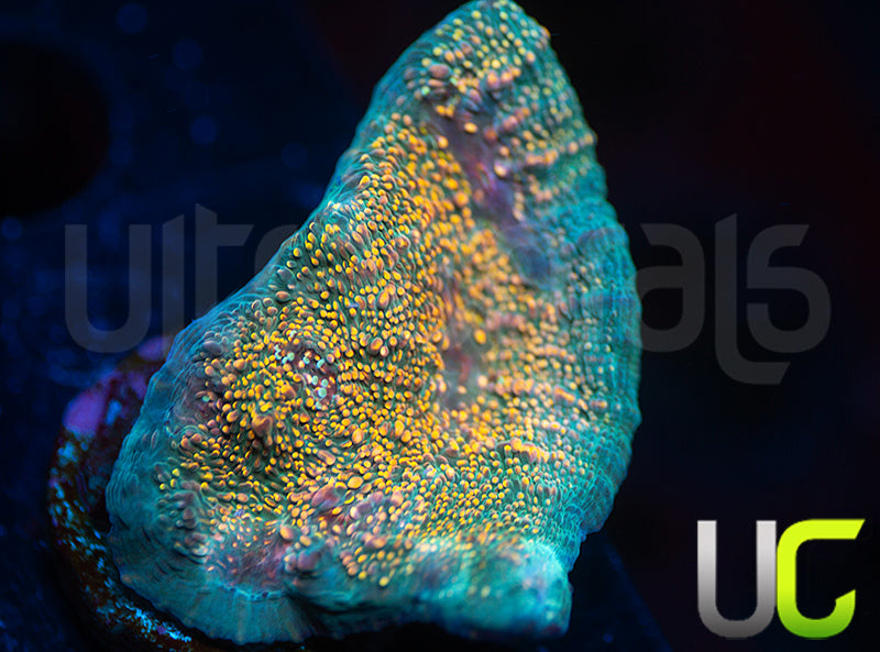 UC Money Bags Chalice