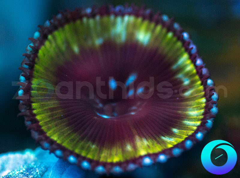 Black Hole Paly Grandis