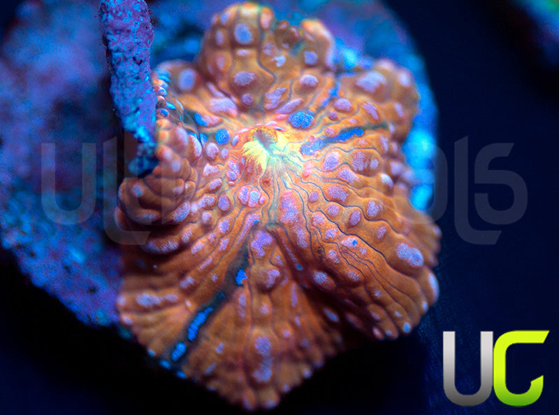 NEW RELEASE: Hyper Disco Mushroom