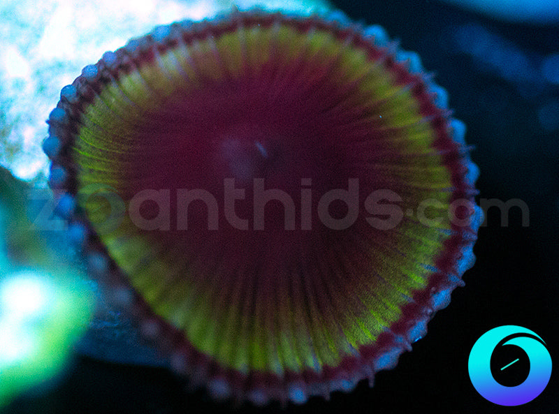 Black Hole Paly Grandis