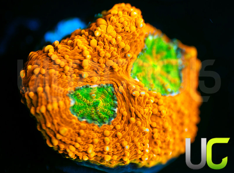 OG Pumpkin Patch Acan Echinata