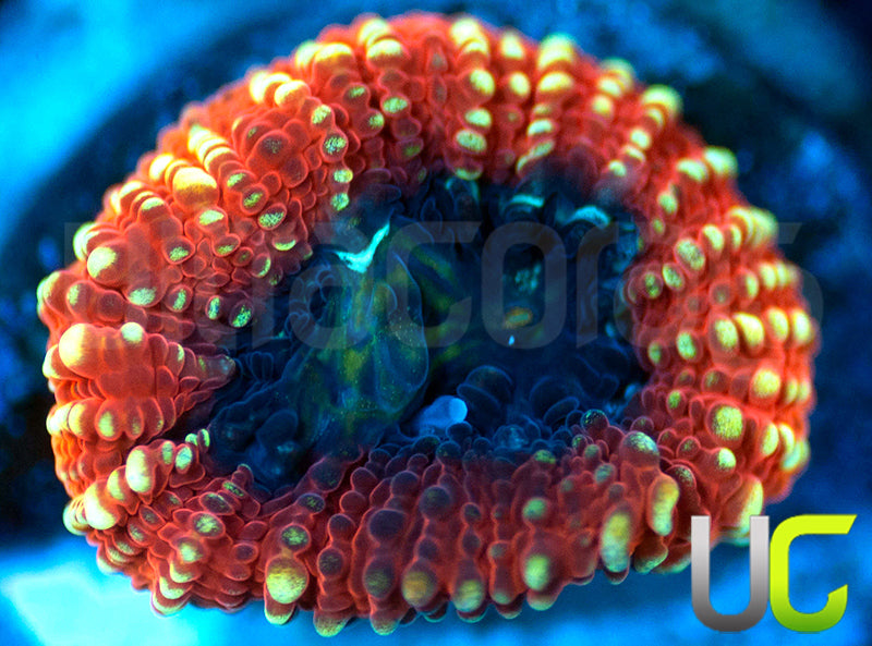 UC Techtonic Favia