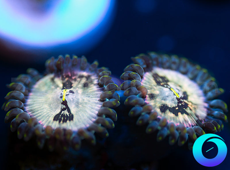 Hawaiian Ding Dang PE