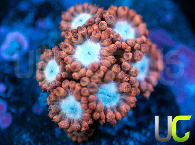 UC Cosmic Candy Goni