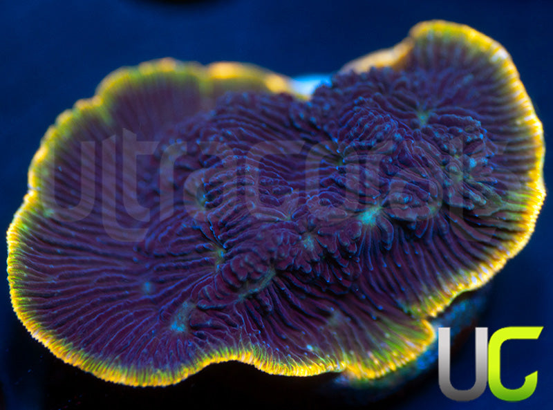 NEW RELEASE: UC Spicy Edge Lepto