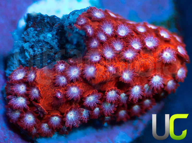 JF Scarlet Fever Stylo