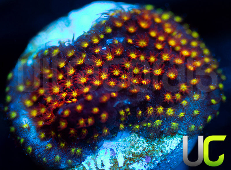 UC Flamethrower Stylo