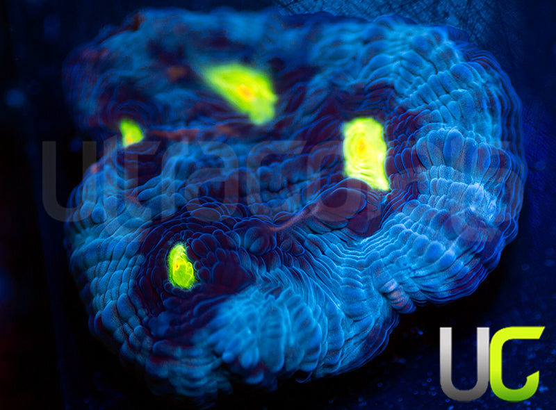 Count of Monte Cristo Chalice