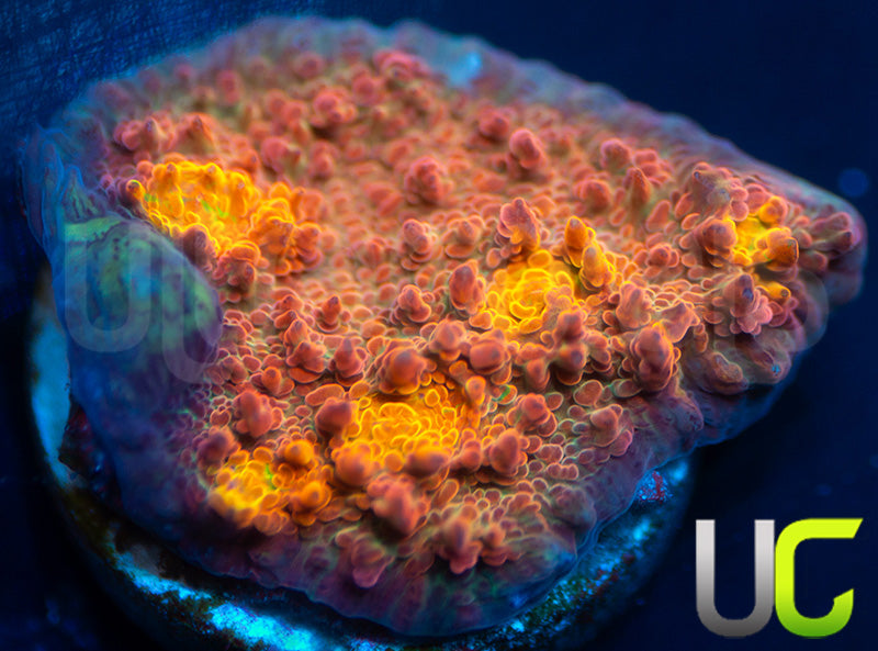 NEW RELEASE: UC Everlights Chalice