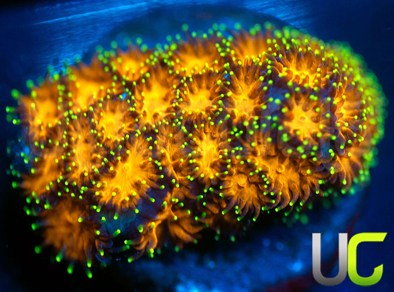 UC Lightning Tip Leptastrea