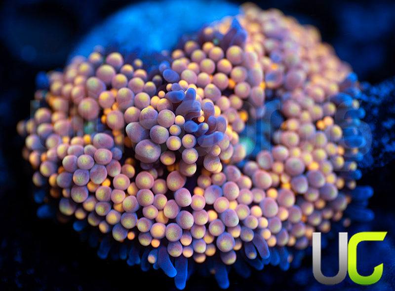 UC Pink Panther Florida Ricordea