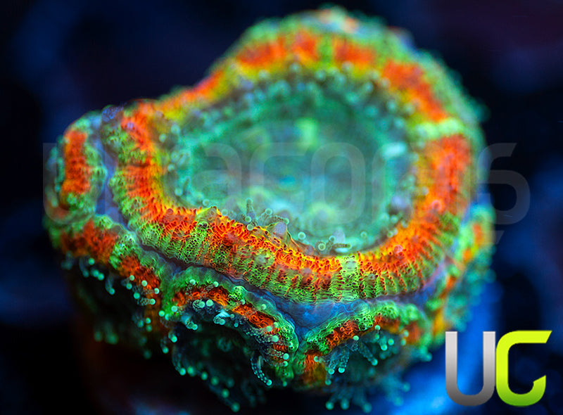 UC Flash Bang Micro Lord