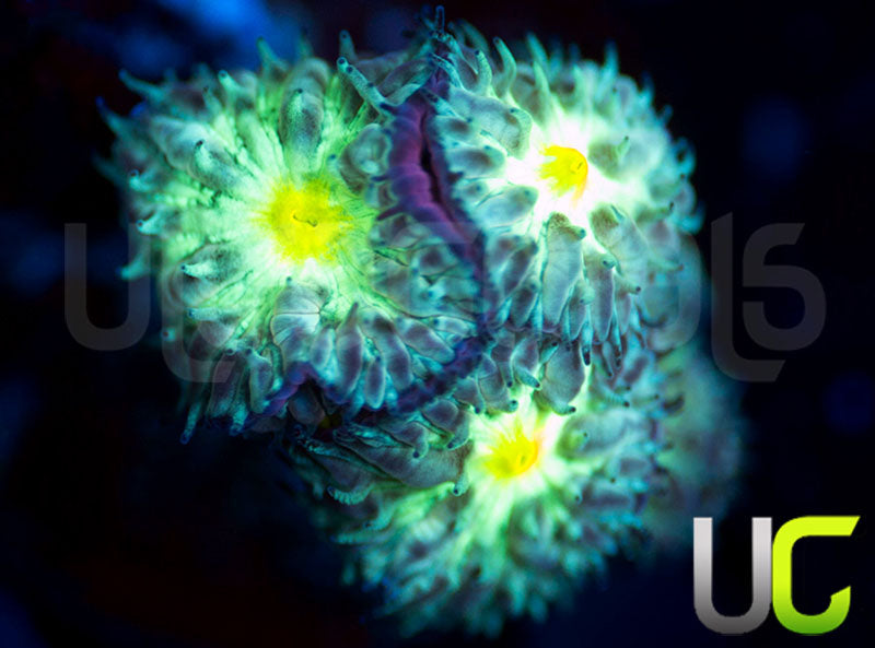 UC Dark Arts Blastos