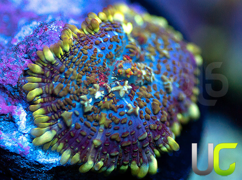 UC High Roller Mushroom