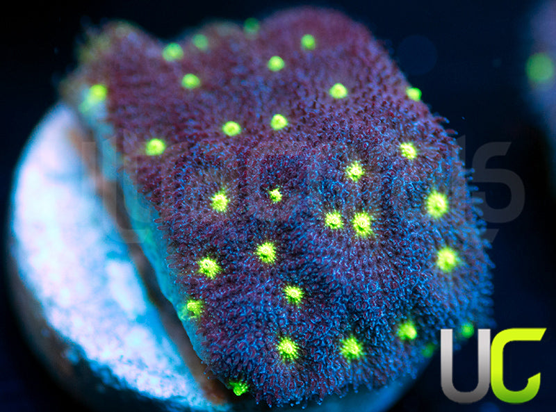 UC Purple Sheen Psammocora