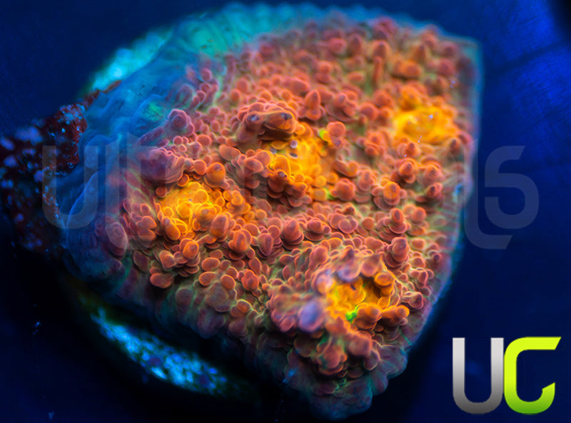 NEW RELEASE: UC Everlights Chalice