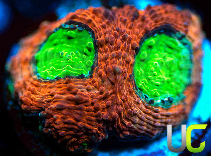 Agent Orange Acan Echinata