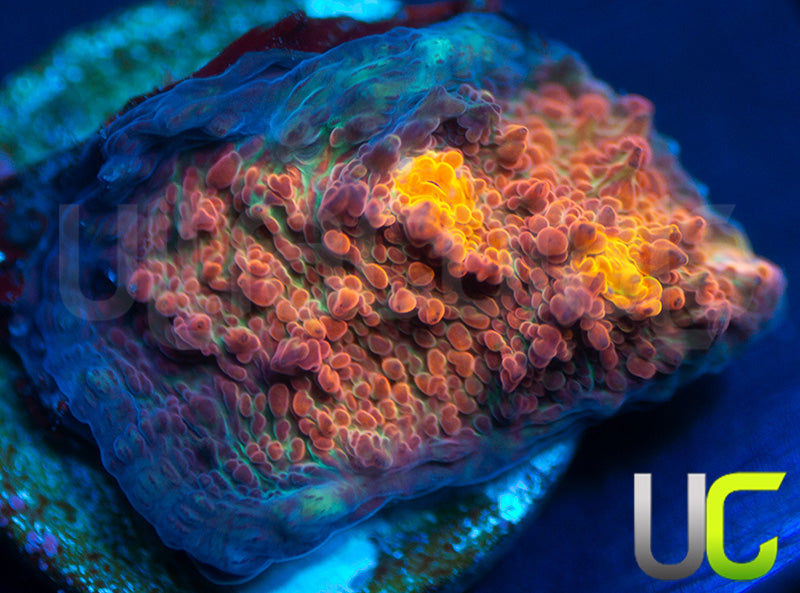 NEW RELEASE: UC Everlights Chalice