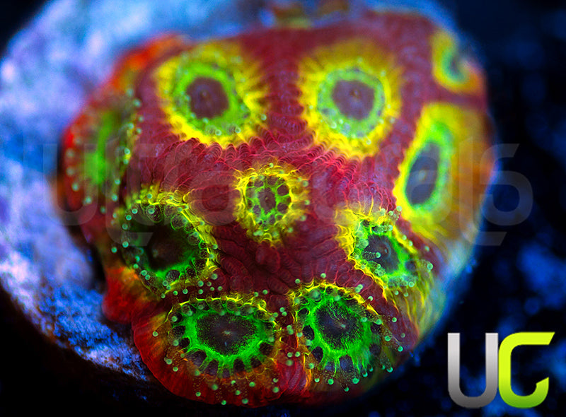 Gonzos Spicy Lemon Favites