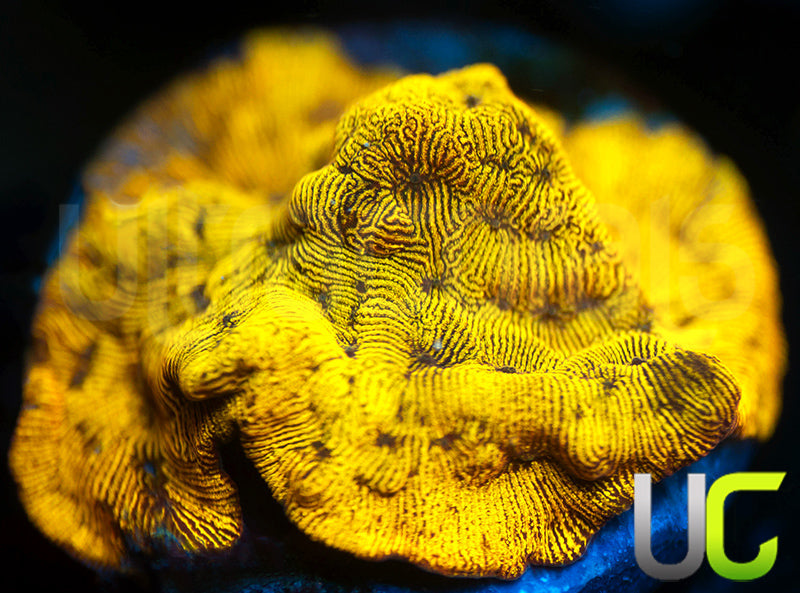 UC Golden Dragon Lepto
