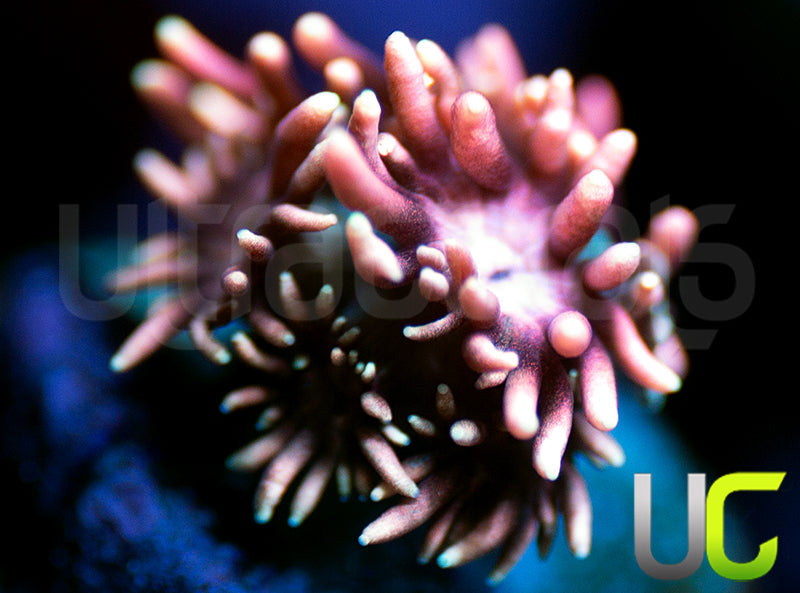 New Release: UC Axolotl Goni