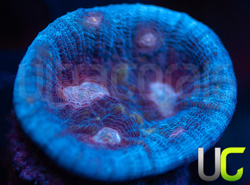 UC Scarlet Crusader Chalice