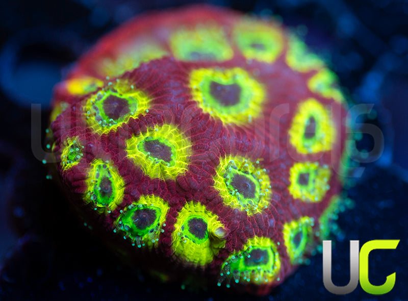 Gonzos Spicy Lemon Favites