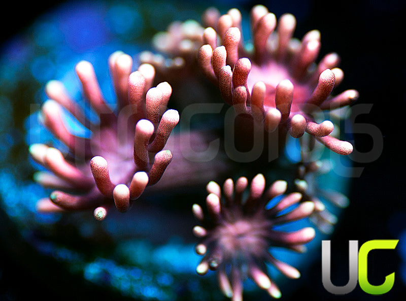 New Release: UC Axolotl Goni