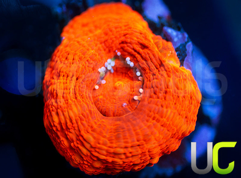 UC Hints of Orange Bowerbanki