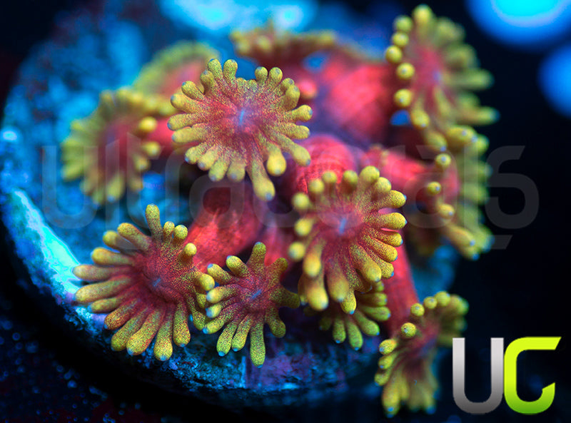 BigR Valentines Goni