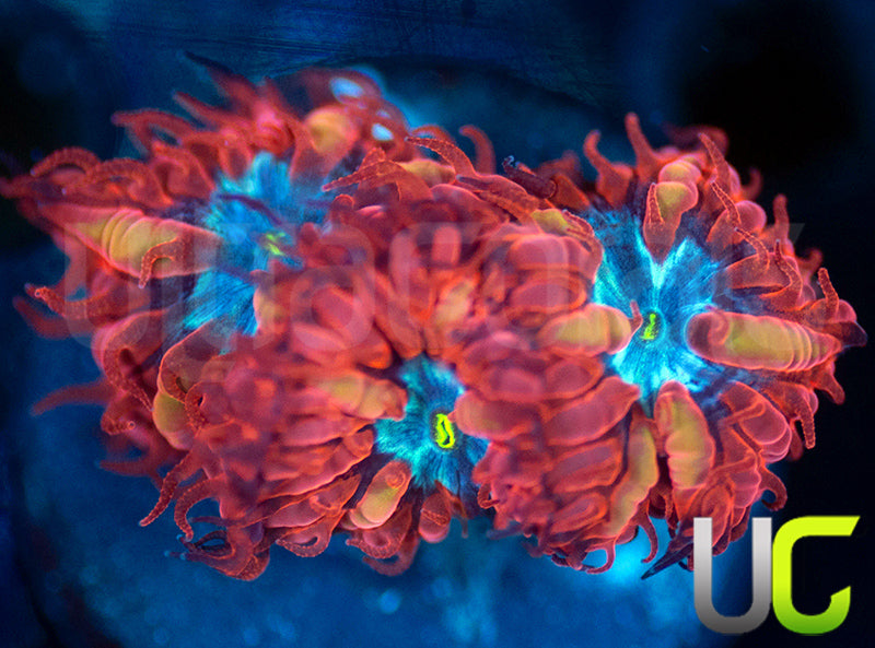 UC Blue Raven Blastos