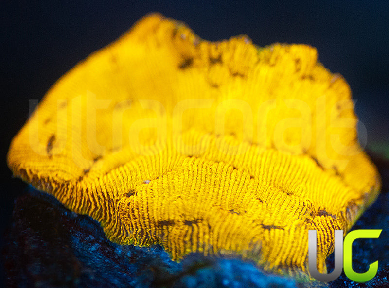 UC Golden Dragon Lepto