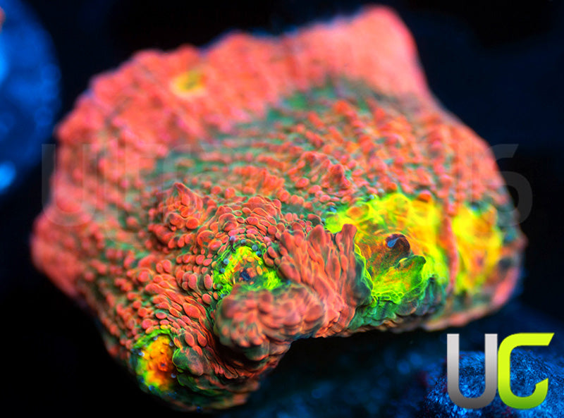 Pink Boobies Chalice