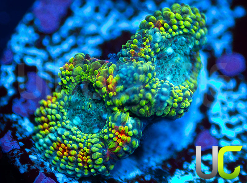 UC Changling Micro Amakusensis