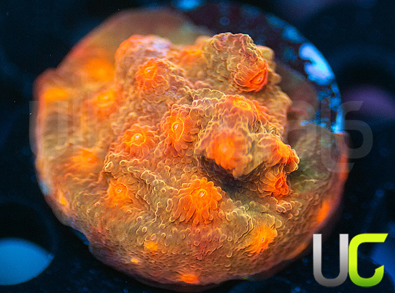 UC Jolly Roger Cyphastrea