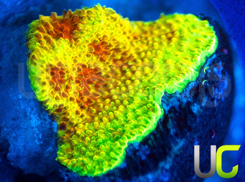 UC Wicked Ridge Psammocora