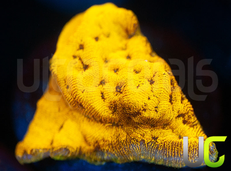 UC Golden Dragon Lepto