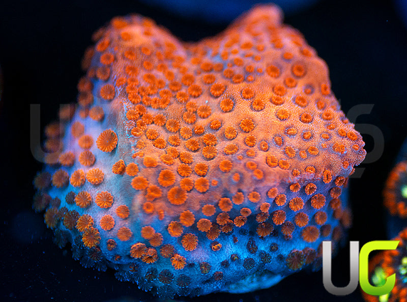 RMF Pink Cadillac Monti