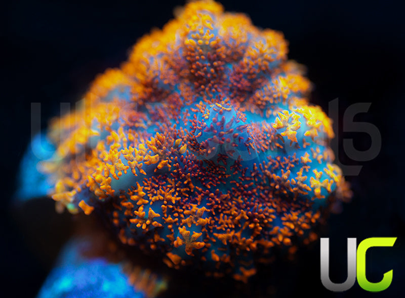 UC Hells Spells Mushroom