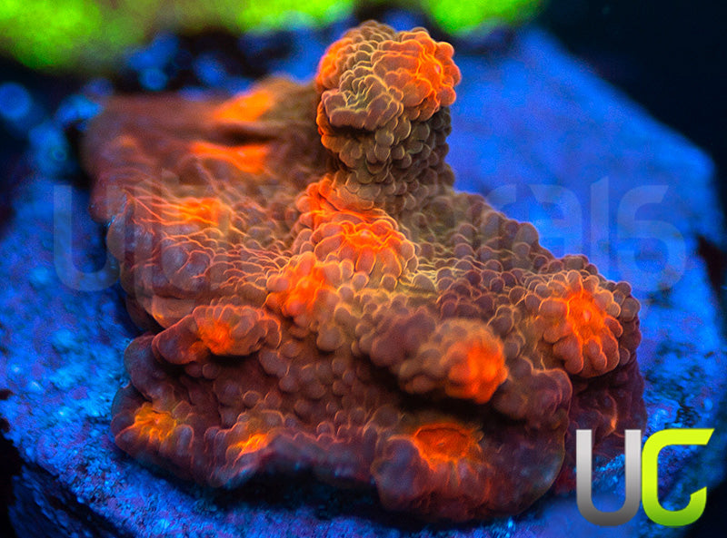 UC Jolly Roger Cyphastrea