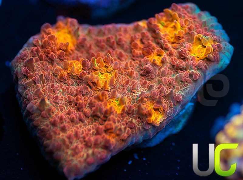 NEW RELEASE: UC Everlights Chalice