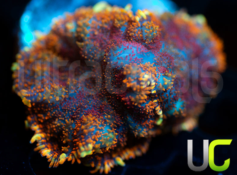 UC Hells Spells Mushroom