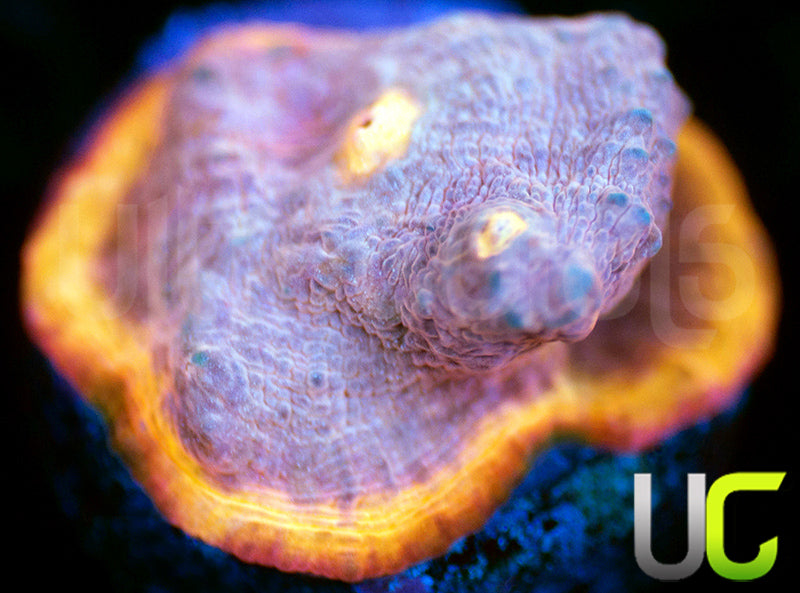 UC Funhouse Chalice